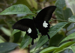 Papilio sataspes