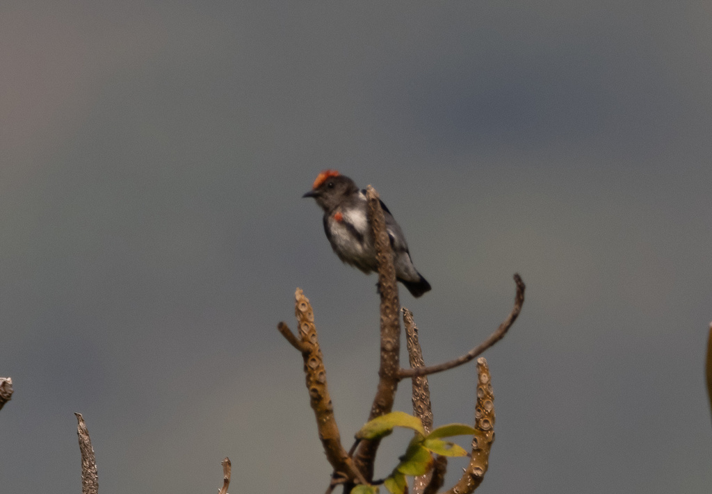 Crimson-Crowned Flowerpecker