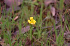Ranunculus lappaceus