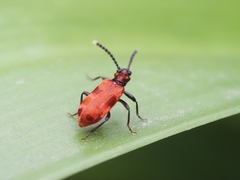 Lemodes coccinea