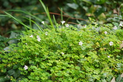 Oxalis incarnata