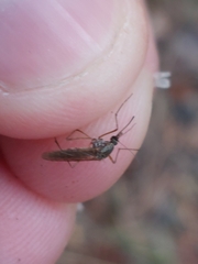 Culicinae