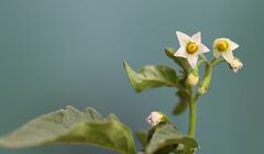 Solanum nigrum nigrum