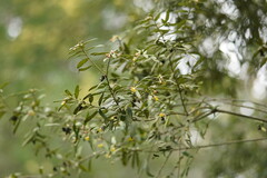 Pittosporum bicolor