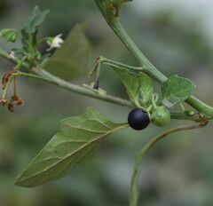 Solanum nigrum nigrum