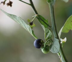 Solanum nigrum nigrum