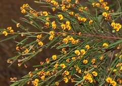Bossiaea linophylla