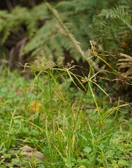 Cyperus eragrostis