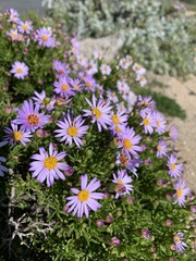 Felicia fruticosa