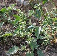 Solanum nigrum nigrum