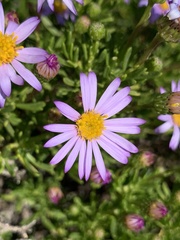 Felicia fruticosa