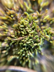 Eccremidium pulchellum