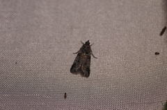 Acrobasis tricolorella