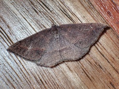 Taxeotis perlinearia