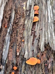 Gymnopilus