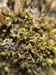 Eccremidium pulchellum