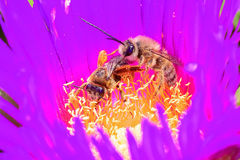 Eucera