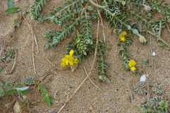Crotalaria similis
