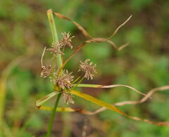 Cyperus eragrostis