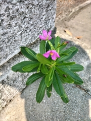 Talinum fruticosum