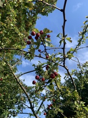 Crataegus laevigata