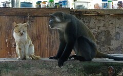 Cercopithecus mitis albogularis