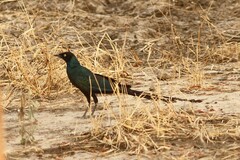 Lamprotornis caudatus