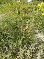 Albuca canadensis