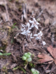 Sedum