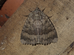 Mormo maura