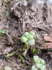 Sedum
