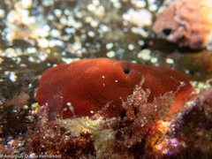 Actinia nigropunctata