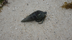 Clibanarius longitarsus