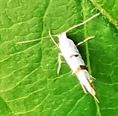 Argyresthia curvella