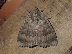 Mormo maura