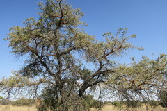 Vachellia rehmanniana