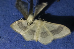 Idaea aversata