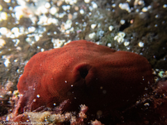 Actinia nigropunctata