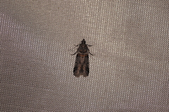 Acrobasis tricolorella