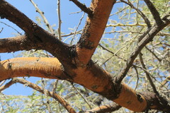 Vachellia rehmanniana