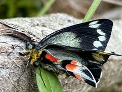 Delias harpalyce