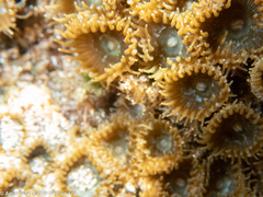 Palythoa grandiflora