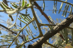 Vachellia rehmanniana