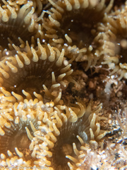 Palythoa grandiflora