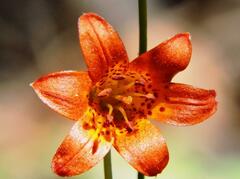 Lilium parvum