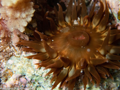 Anemonia sargassensis