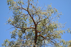 Vachellia rehmanniana