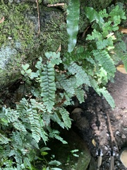 Adiantum diaphanum