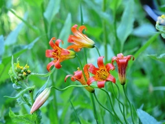 Lilium parvum