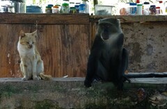 Cercopithecus mitis albogularis